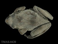 藏品(褐樹蛙)的圖片